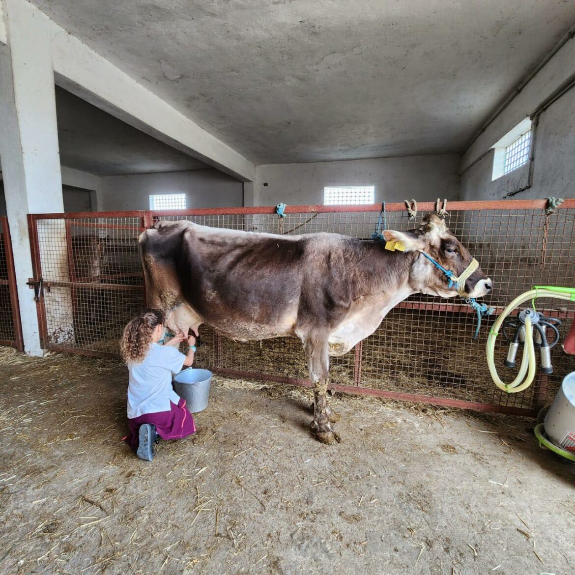 Traite de vache à Domaine Elixir Bio