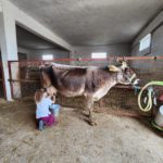 Traite de vache à Domaine Elixir Bio